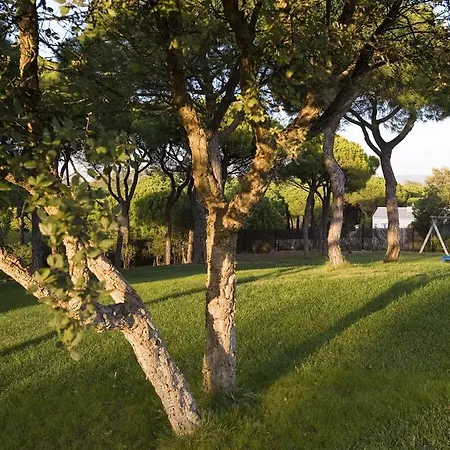 Pinus Ria 阿尔曼萨